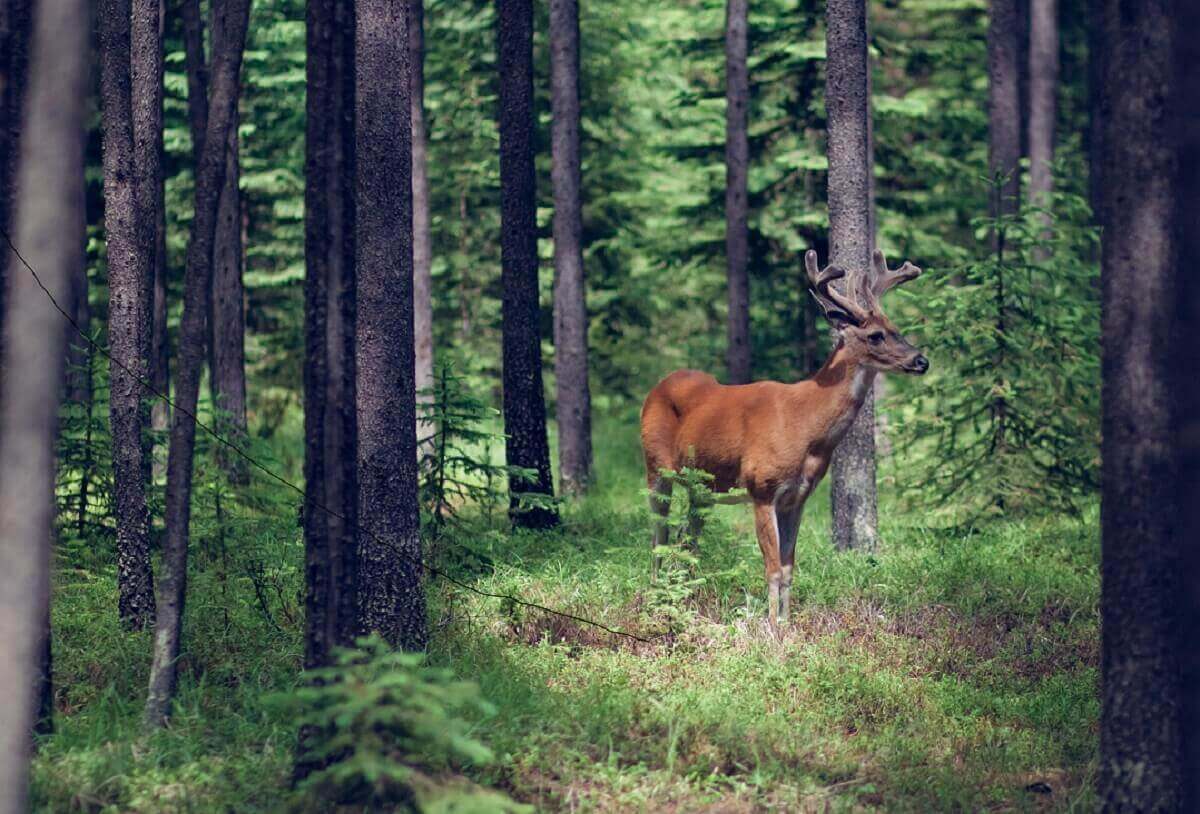 A Buck Dancing in the Meadow and Pride
