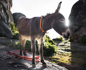 Don’t Beat the Donkey and Other Lessons from Numbers 22