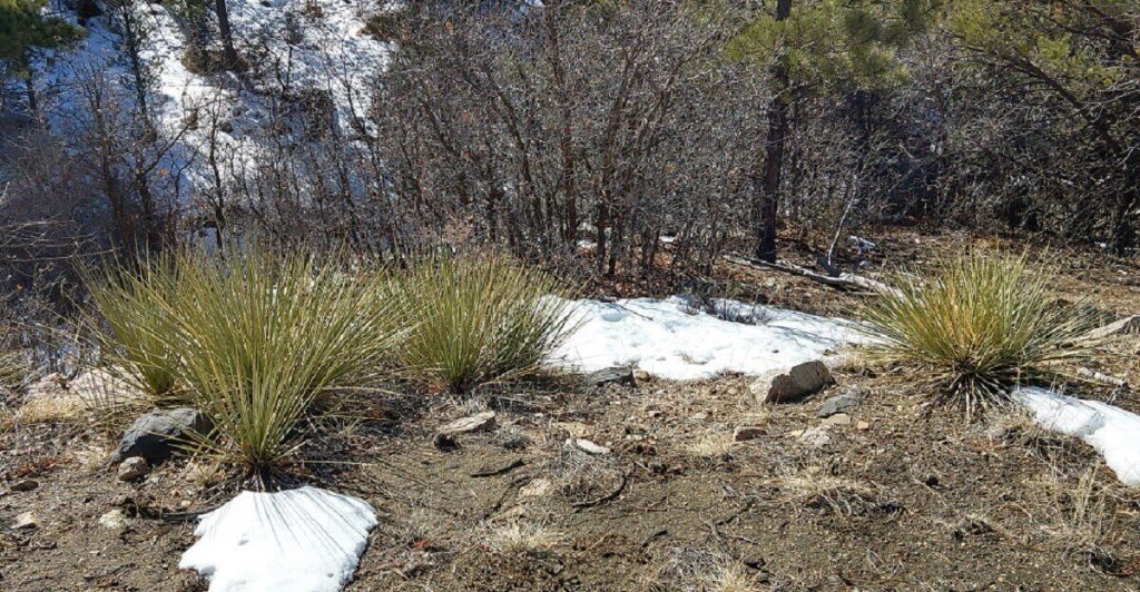 Yucca Plants