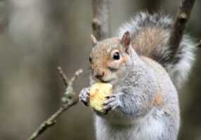 Fruit of Our Mouth