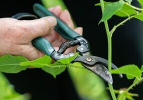 Pruning
