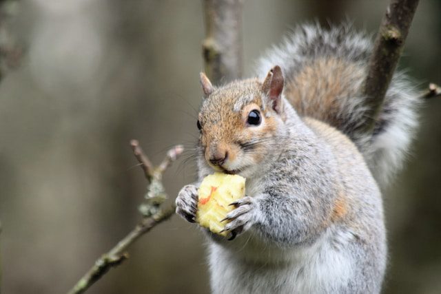 Fruit of Our Mouth