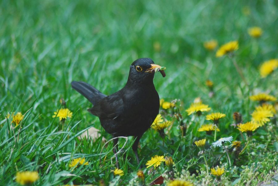 Bird eating worm