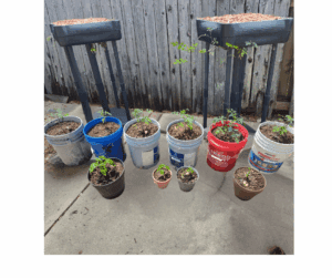 We Were Created to Live and Produce Fruit Right-Side Up