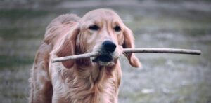 obedience dog fetching stick