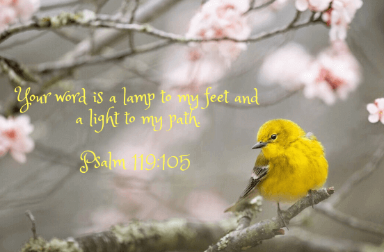 Yellow Bird In Cherry Blossom Tree