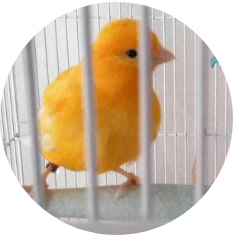 Yellow canary in cage